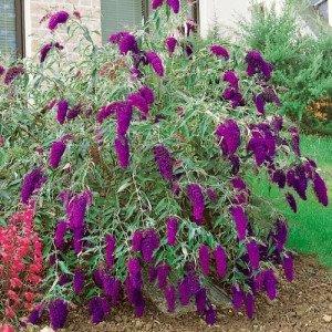 Будлея  "Нано Перпл"