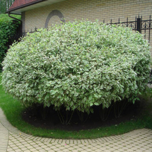 Дерен білий "Елегантіссіма"(Cornus alba Elegantissima)