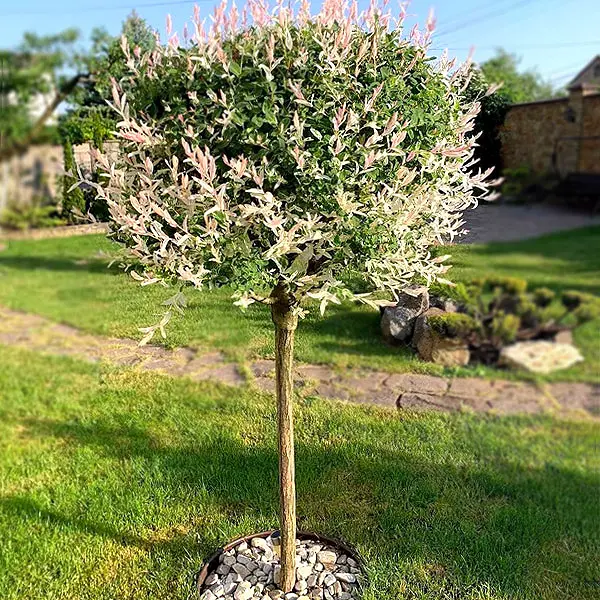 KHakuro-nishyki-shtamb-140-sm-5