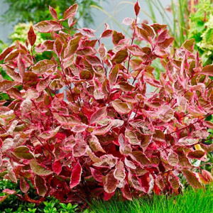 Дерен білий "Міракл"