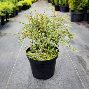 Кизильник "Варієгатус"