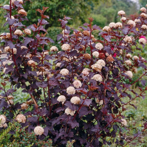 Пухироплідник калинолистий "Андре"(Physocarpus opulifolius Andre)