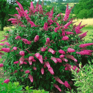 Будлея  "Пінк Делайт"