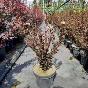 Пухироплідник калинолистий "Літл Джокер"