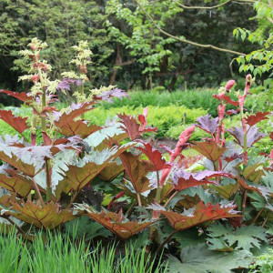 Ревінь пальчастий тангутський