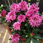 Рододендрон Cosmopolitan