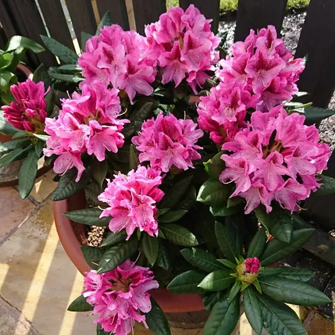 Рододендрон Cosmopolitan