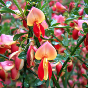 Рокитник "Голдфінч"