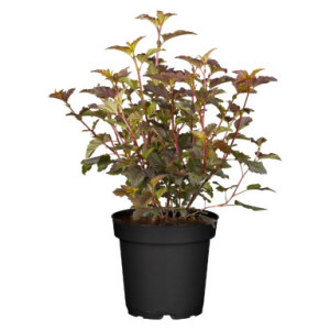 Пухироплідник калинолистий "Амбер Джубілі"