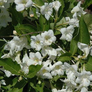 Вейгела квітуча Брістол Сноуфлейк Bristol Snowflake