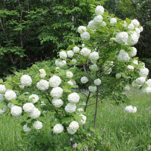 Калина звичайна Розеум (Viburnum Opulus Roseum) /Бульденеж