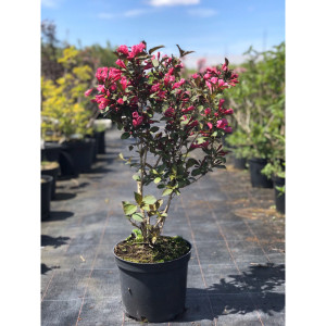 Вейгела квітуча  "Вікторія"(Weigela florida Victoria)